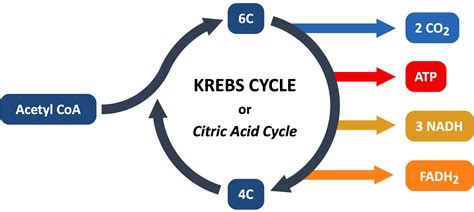 Krebs Cycle Diagram