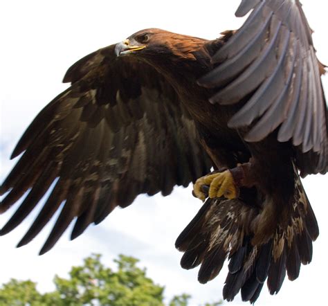 File:Golden Eagle in flight - 5.jpg - Wikipedia, the free encyclopedia