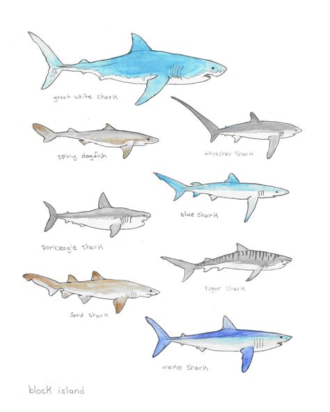 Block Island Sharks Print - Etsy UK | Shark art, Shark drawing, Shark ...