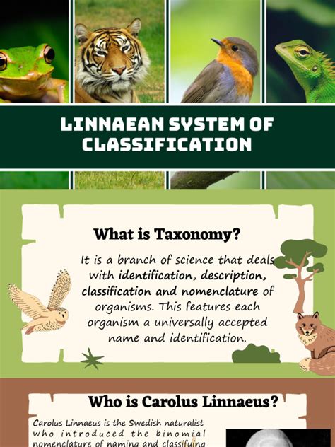 Image result for Linnaean Hierarchy Explained