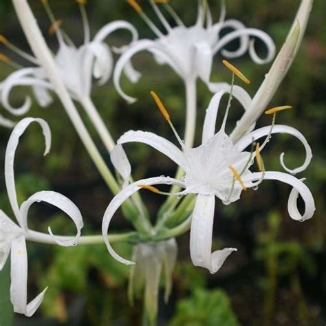 White Spider Lilies