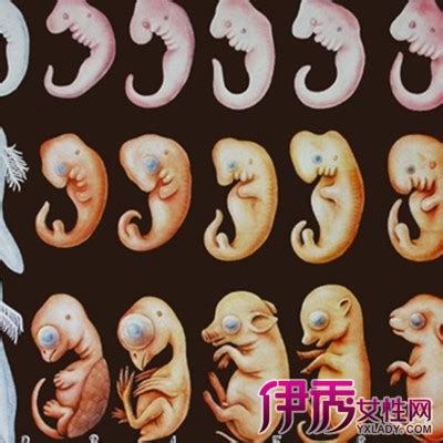 【胎儿生长】【图】胎儿生长图片展示 分享胎儿在腹中快乐成长过程_伊秀亲子|yxlady.com