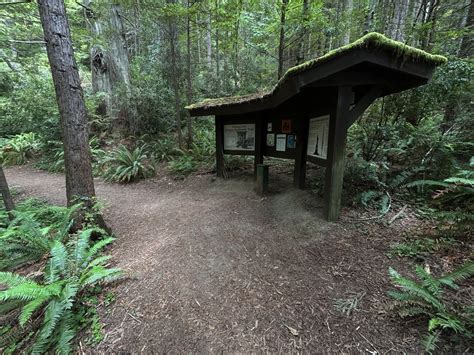 Hiking the Oregon Redwoods Trail on the Oregon Coast — noahawaii