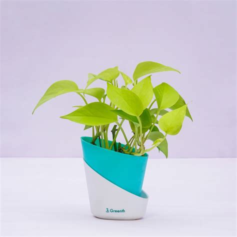 Money Plant Golden – Greenth