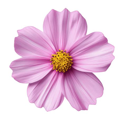 Image result for Flower