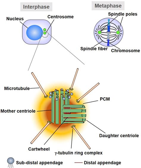 Centrosome Vs Centromere