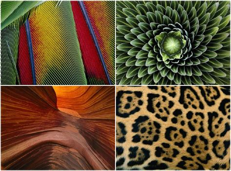 Image result for Patterns in Nature