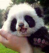 Image result for baby pandas wallpapers