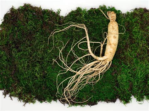 Ginseng: todo lo que debes saber sobre la raíz que mejorará su memoria ...