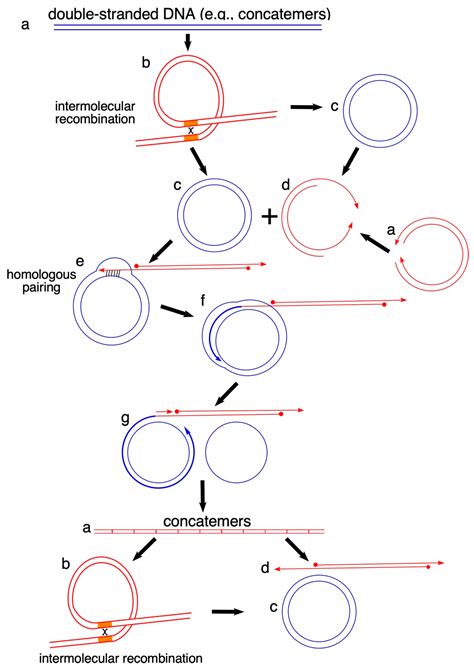 Rolling Circle Replication