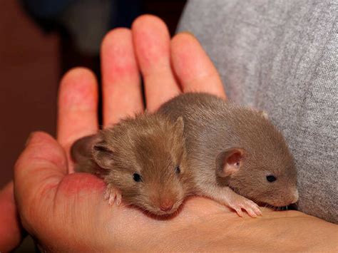 This community is forced to eat rats and we are baking plum cakes for ...