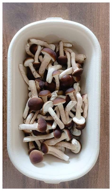 Farm Fresh Mushrooms-Pioppino – Green Apron India