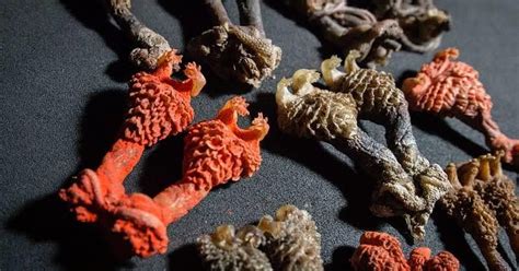 Lizard genitals sold as hatha jodi: Wildlife officials crack down on ...