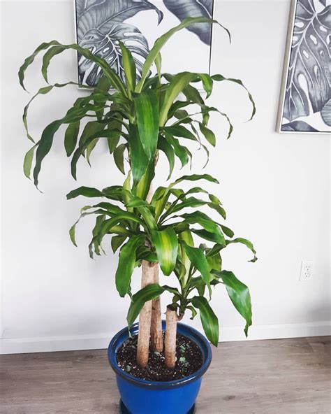 Corn Plant (Dracaena Fragrans) Care Guide