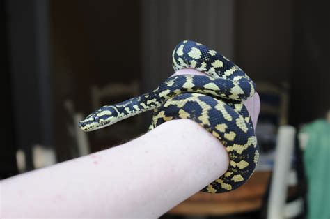 Image result for High Yellow Carpet Python