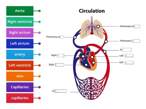 Circulatory System Organs - Labelled diagram