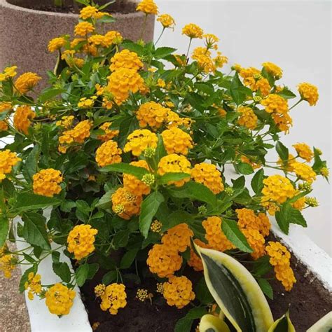How To Grow and Care For Yellow Lantana