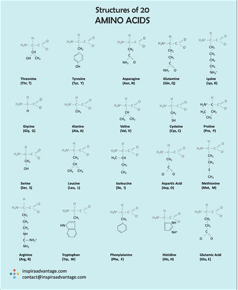 How To Learn Amino Acids For Mcat