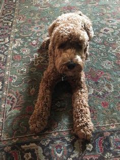 8 Labradoodle Haircuts ideas in 2022 | labradoodle, labradoodle haircut, goldendoodle grooming