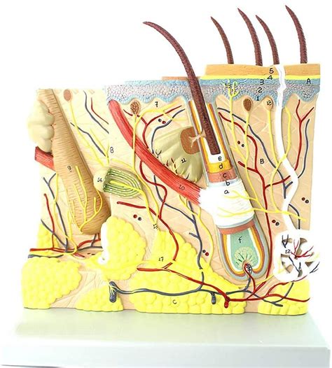 Buy Full-Size Model of Skin 70X - Cosmetic Face Human Skin Model for ...