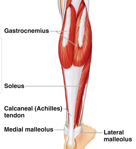 Calf Muscle Anatomy Chart at Julius Scudder blog