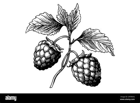 Image result for Raspberry Branch Line Drawing