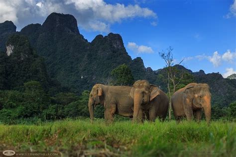 ELEPHANT HILLS (Khao Sok National Park) - 2026 Hotel Reviews, Photos ...