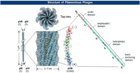 Virus Outbreaks in Chemical and Biological Sensors