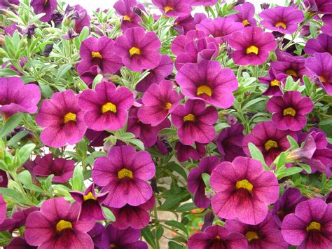 All Summer Blooming Perennial Flowers