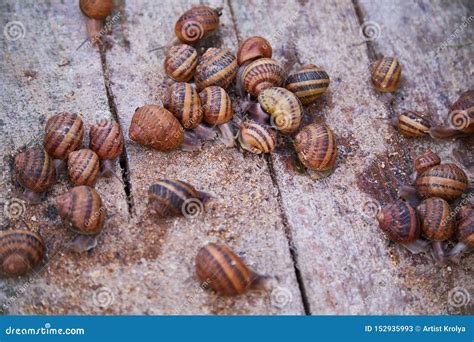 Raw Edible Sea Snails, Whelks Close-up And Lemon, Parsley, Garlic On A ...
