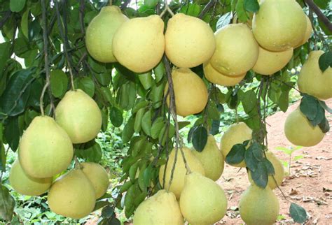 柚子的热量(卡路里cal),柚子的功效与作用,柚子的食用方法,柚子的营养价值