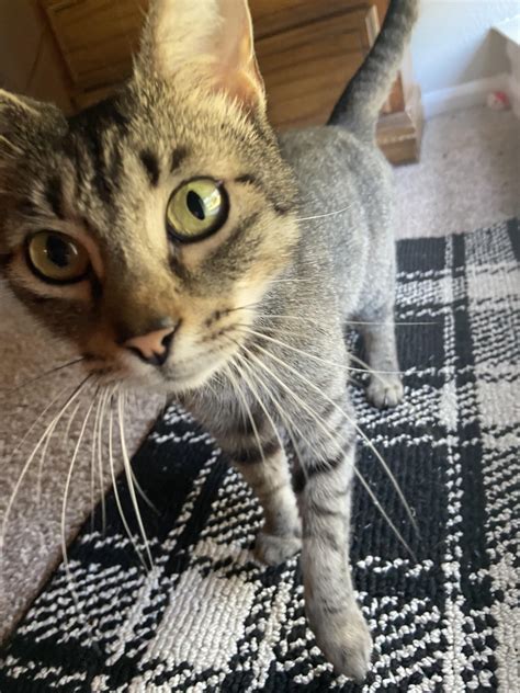 Is Upper Respiratory Infection Contagious From Cats To Dogs