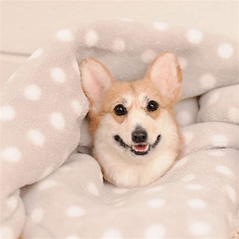 Woolen Thread Animals 的图像结果