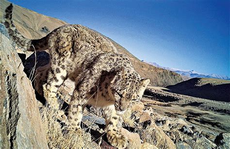 New Camera Trapping Study Reveals Large Population of Snow Leopards in India | Sci.News
