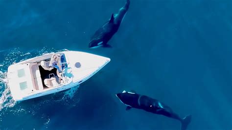 Los científicos explican por qué las orcas atacan a los barcos en ...