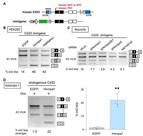 Alzheimer’s Disease-Associated Alternative Splicing of CD33 Is ...