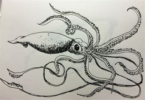 Giant Squid Drawing at PaintingValley.com | Explore collection of Giant ...