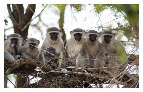 BALDAU PRINTS Monkey Langur Photo Wall Poster For Room (Gloss Laminated ...