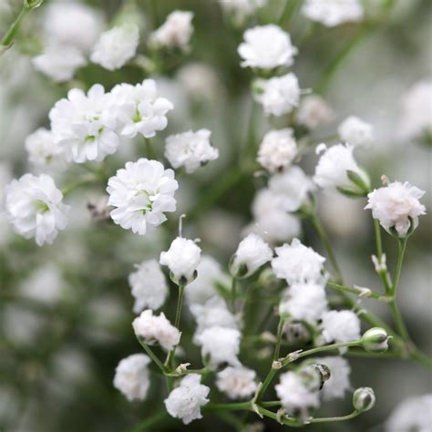 Gypsophila Paniculata Plants for Sale | Baby's Breath White in 2025 ...
