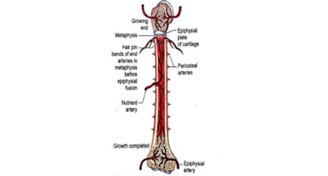 General Anatomy-Long Bone | SAKSHAM LMIS - NIHFW