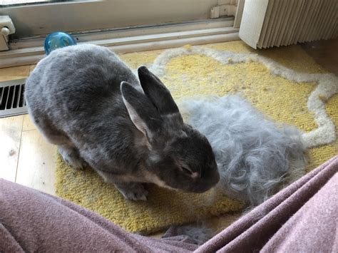 Image result for Rabbits Springtime