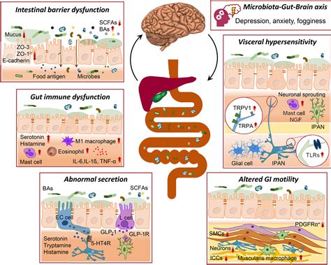 Gut Microbiota