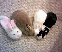Image result for Cute Bunny Pictures Fake