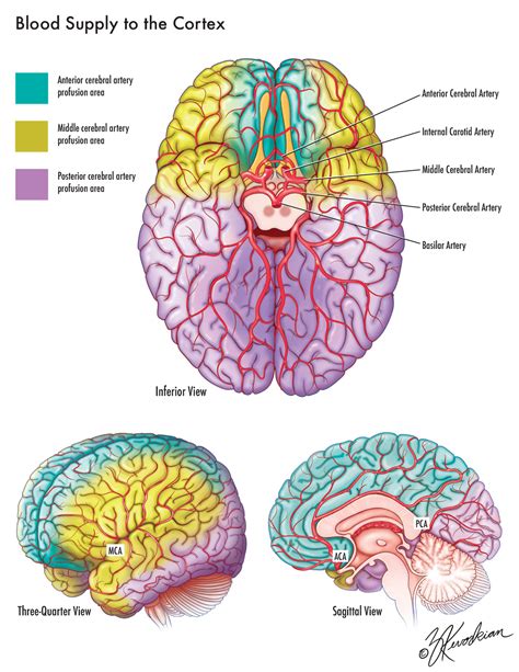 Blood Supply of the Cortex — Kevorkian Medical Illustration