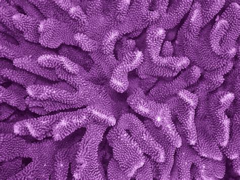 The world's most colorful coral reefs