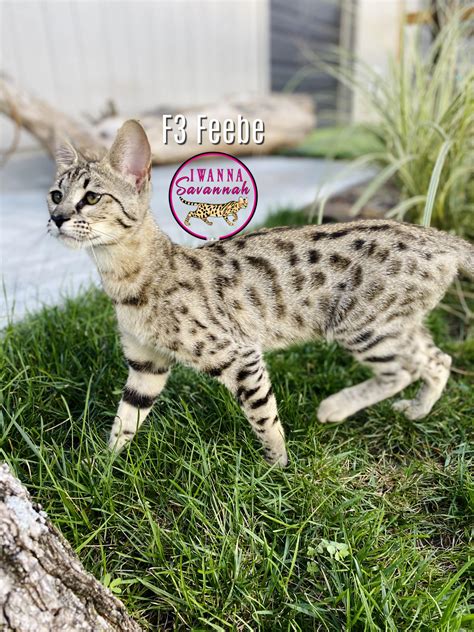 F3 Savannah Cats - iwannasavannah.com