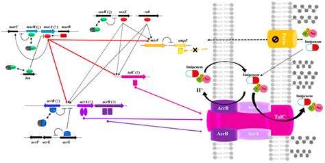 Sublethal Sodium Hypochlorite Exposure: Impact on Resistance-Nodulation ...