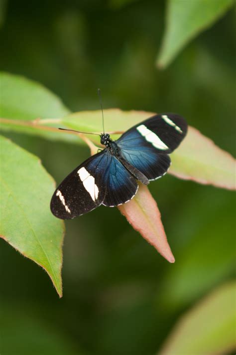 Image result for Simple Image of Butterfly Small Size