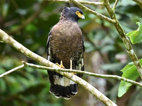 Mountain Serpent-Eagle - eBird