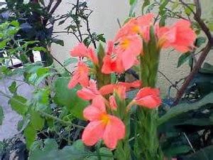 Oliver kanakambaram,firecracker,tropical flame,orange colour flower ...